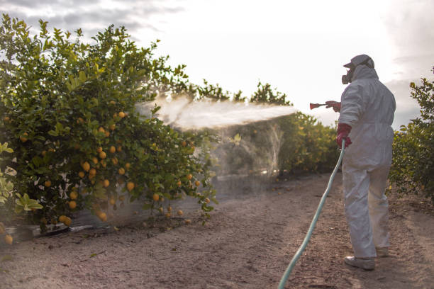 Best Emergency Pest Control  in Golden Glades, FL