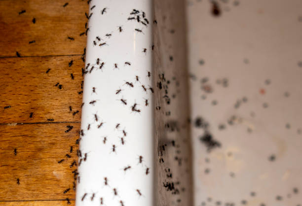 Best Insect Control  in Golden Glades, FL