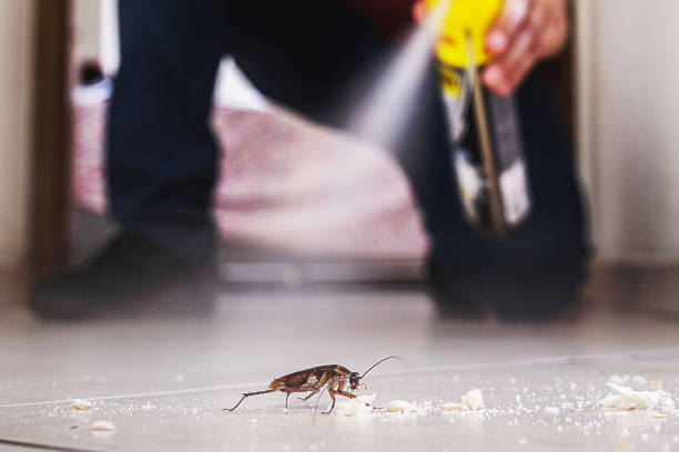 Best Termite Control Services  in Golden Glades, FL